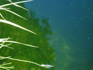 L'�tang et ses libellules