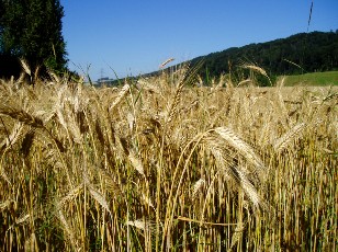 Champs de c�r�ales aux alentours