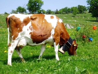 Mont�e � l'alpage mai 2009, Association Franco-Suisse, Les Granges du Miroir