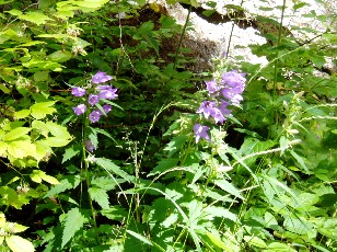 Gorges de la Po�ta-Raisse