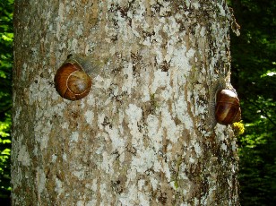 Gorges de la Po�ta-Raisse, sur le chemin
