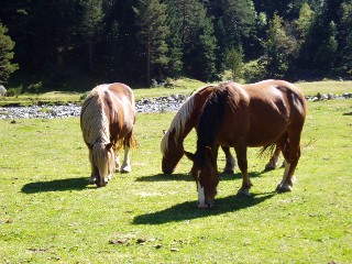 Magie et Beaut� de la Nature au Pont d'Espagne !