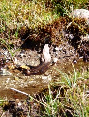 Magie et Beaut� de la Nature au Pont d'Espagne !