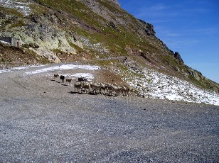 Aux alentours du col du Tourmalet, au pied du pic du Midi