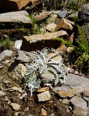 Magie et Beaut� de la Nature