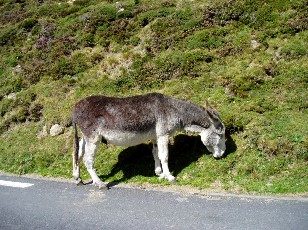 Aux alentours du col du Tourmalet
