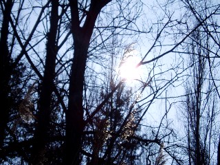 Grande cari�aie, gr�ves de Cheseaux, Champ-Pittet, Yverdon