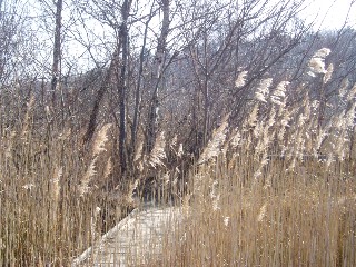 Grande cari�aie, gr�ves de Cheseaux, Champ-Pittet, Yverdon