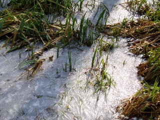 Grande cari�aie, gr�ves de Cheseaux, Champ-Pittet, Yverdon