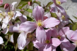 Cl�matite mai 2011