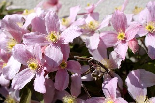 Cl�matite mai 2011