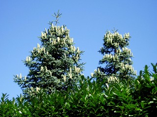 St-Gingolph, magnifique village fronti�re